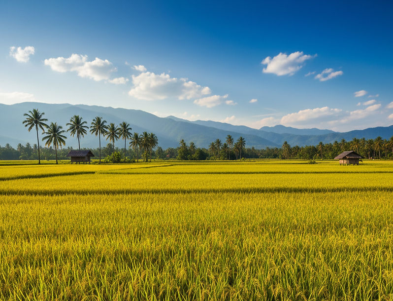 Rice Field_edited.jpg