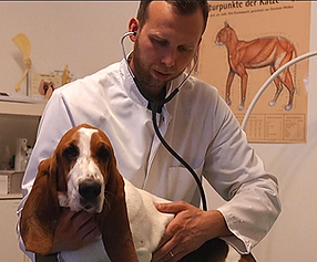 Dr. Falk Klüver im Untersuchungsgang mit einem Hund in der Tierarztpraxis im Lindenhof