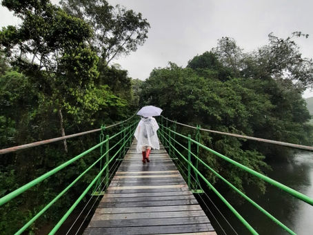Entre chanchos y lluvia ( Between peccary and rains)