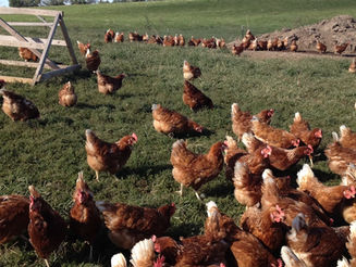 Healthy Eggs: The Benefits of Pasture-Raised Hens