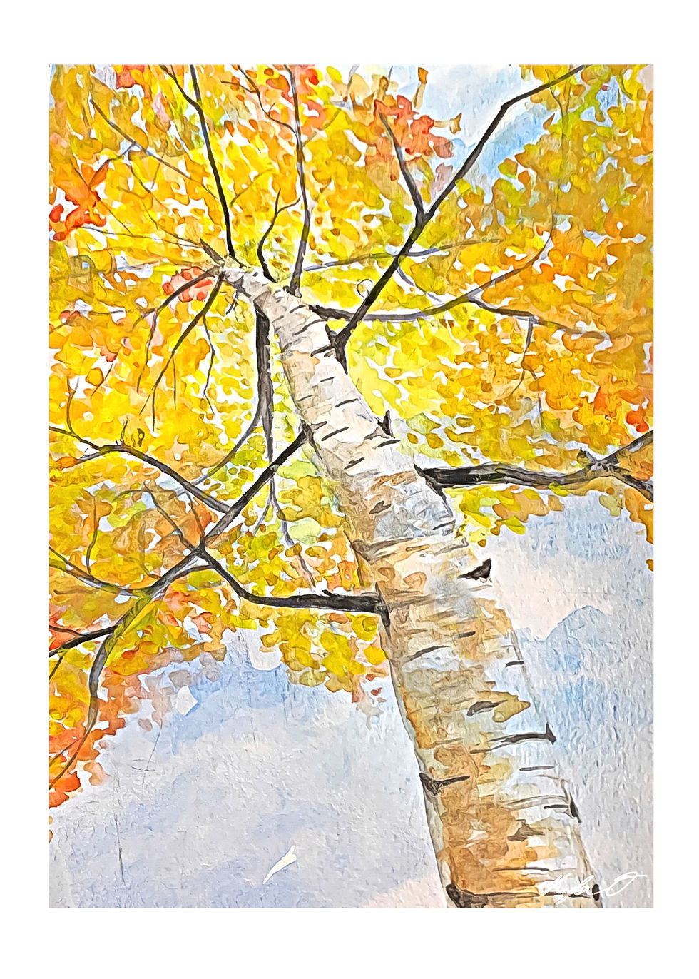 Aspen Tree