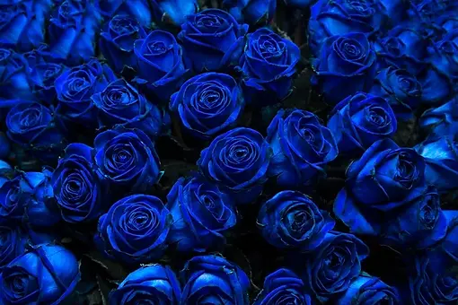 depositphotos_53675695-stock-photo-blue-roses.jpg