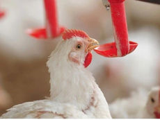 Chile reconhece o Espírito Santo como zona livre da Doença de Newcastle