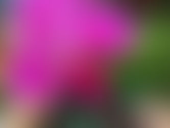 元気がでる一枚🌼