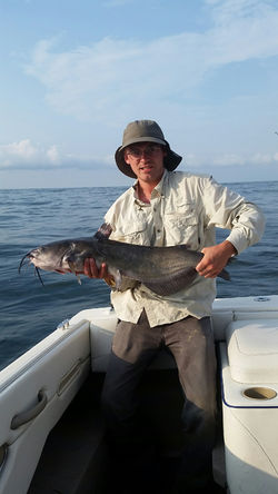 Lake Erie Catfish