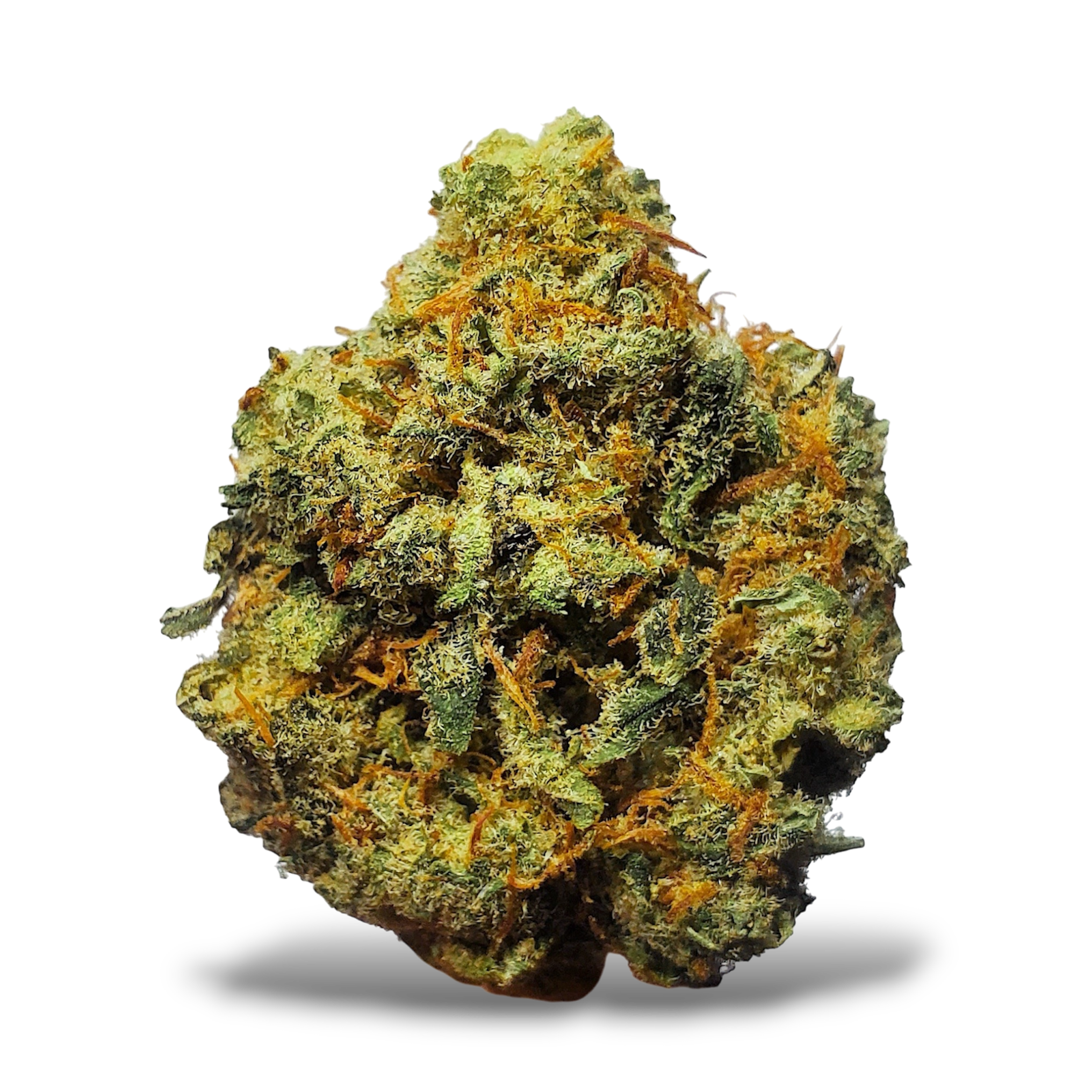 Lion's Heart - 3.5G