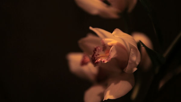 orchidee6-1.jpeg