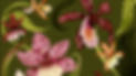 Flowers.png