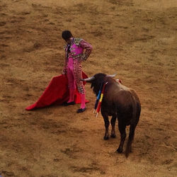el torrero y el torro #cultura #españa #torrero #matador #ole