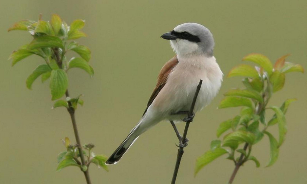 Neuntöter auf Hartriegel im Naturpark Hassberge