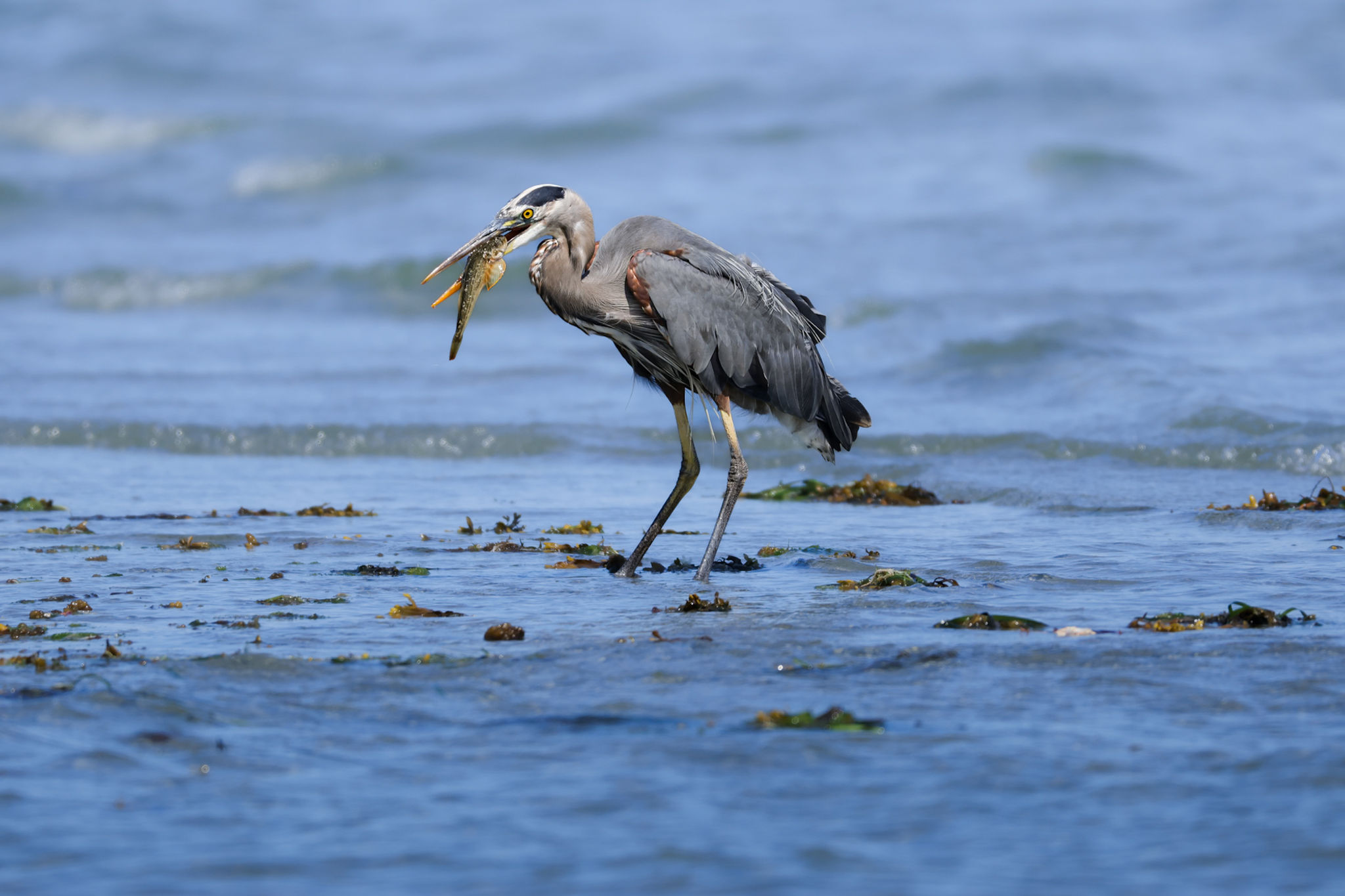 Great Blue Heron with a fish in its beak on a shoreline.