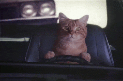 chat qui conduit.gif