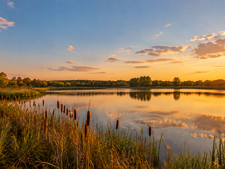 Wetlands on Your Property: What Vacant Land Buyers Need to Know