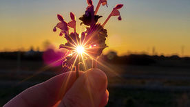 2025年夏至によせて