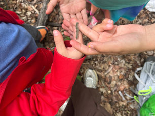 "Learning Through Wonder: Caterpillars, Bird Nests, and Forest Exploration"