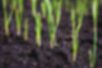 Garlic sprouting from soil