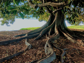 Les racines profondes du ressentiment