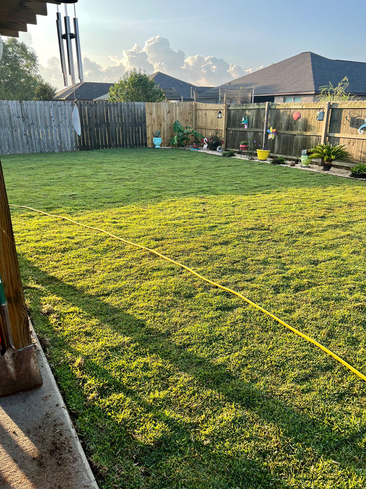 New zoysia sod