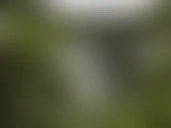 Árvores da Mata Atlântica na berlinda da extinção