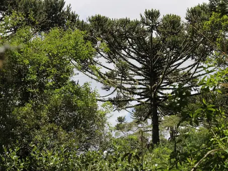 Árvores da Mata Atlântica na berlinda da extinção