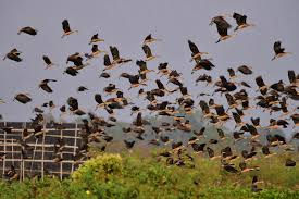 Proteção das aves migratórias depende da preservação dos ecossistemas brasileiros 