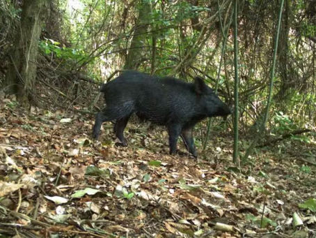 No Cerrado, diversificação de lavouras tem efeito benéfico sobre a fauna e reduz presença de javali