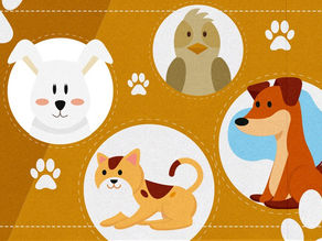 Presidente sanciona lei que autoriza criação do Cadastro Nacional de Animais de Estimação