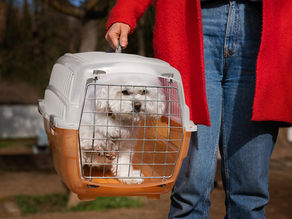 CMA vota regras para transporte aéreo de animais domésticos