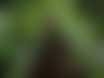 Com ações de impacto, desmatamento em áreas protegidas cai quase quatro vezes na Amazônia em 2023