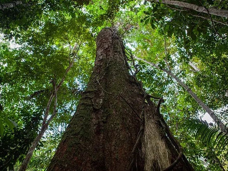 Com ações de impacto, desmatamento em áreas protegidas cai quase quatro vezes na Amazônia em 2023