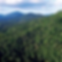 Em live, Frente Ambientalista e Fundação SOS Mata Atlântica apresentam caminhos para restaurar Mata