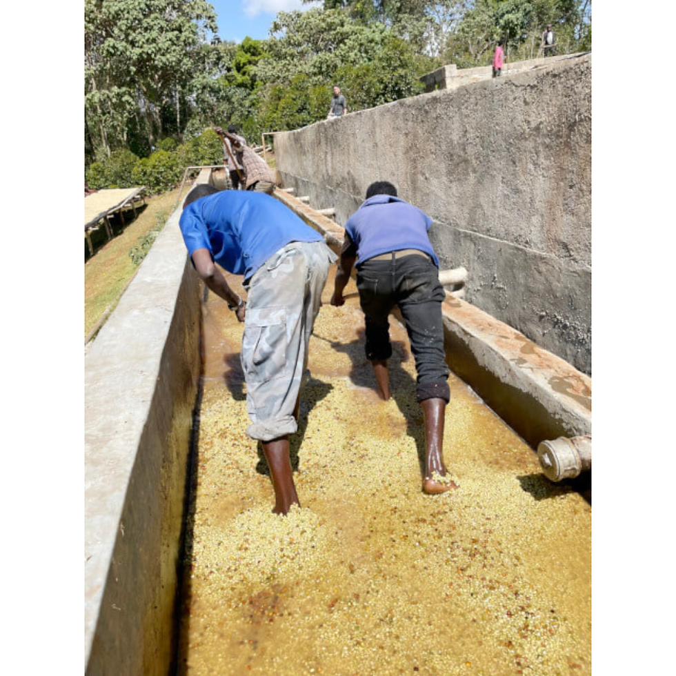 サムネイル： Bona Zuria  / Ethiopia