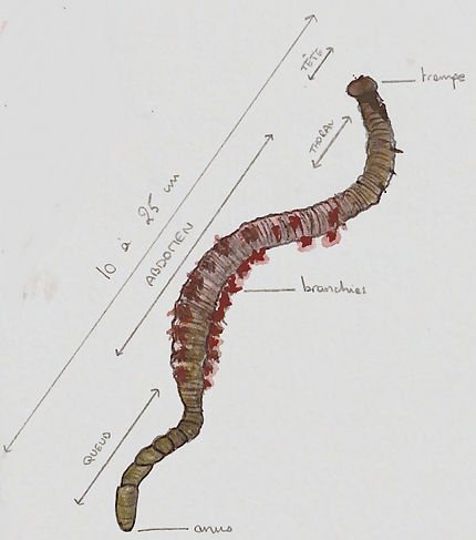 arenicola marina_edited.jpg