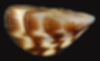 Dreissena_polymorpha_(I1957)_0265_(39449820624).jpg