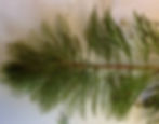 Eurasion-milfoil.jpg
