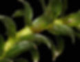 hydrilla_stem_leaves_05-08-14.jpeg