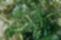 Hydrilla_USGS.jpg