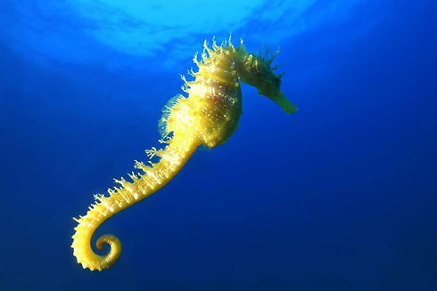 seahorse.jpg