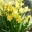 Thumbnail: Daffodil Bulbs( Miniature ) Tete A Tete