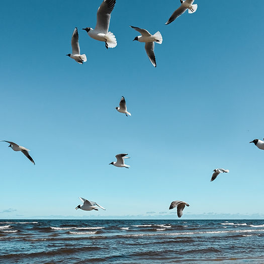 a flock of seagulls flying over a beach_edited.jpg