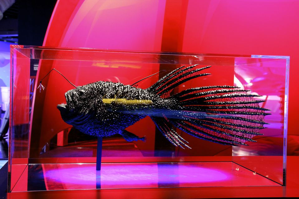 Large fish sculpture installed at Auckland Museum's Moana — My Ocean exhibition, Auckland