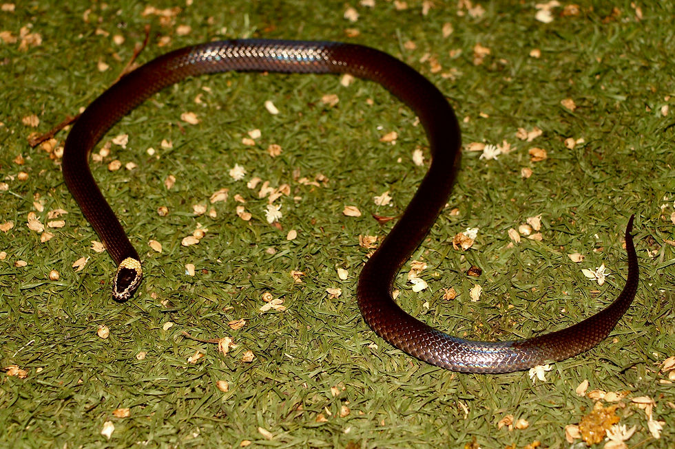 White Crowned Snake (Cacophis harriettae)