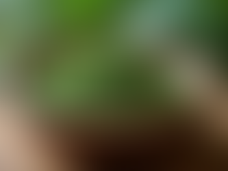 Exploring the Significance of Transparency and Traceability in Organic Yerba Maté