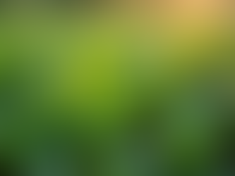 The Importance of Fair Trade Yerba Mate