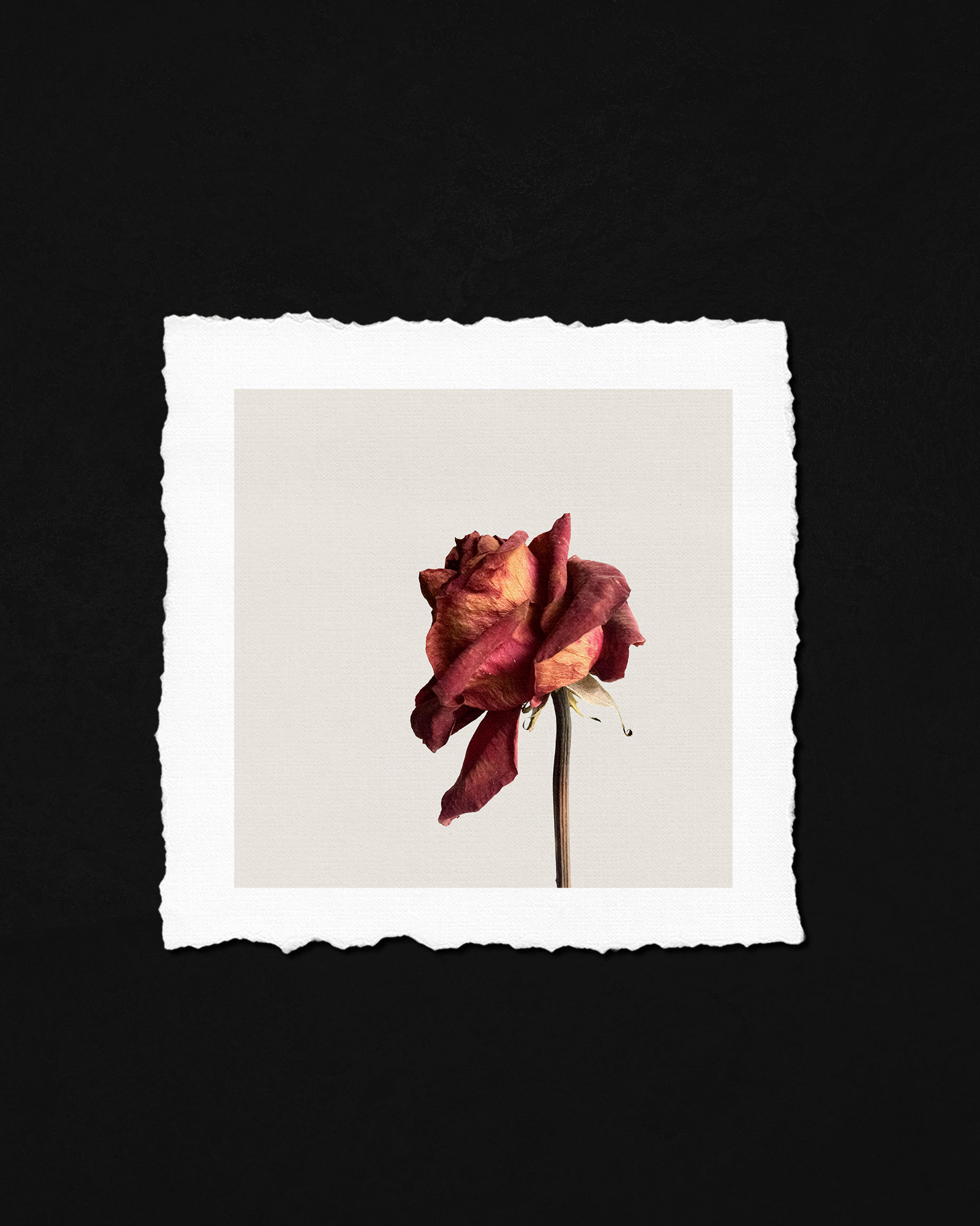 A BEAUTIFUL DEMISE 1934 FINE ART PRINT