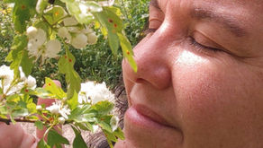 Aubépine, plante médicinale, mai, Beltane