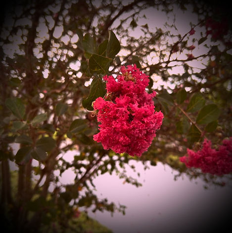 Crimson Cluster-Blossoming Resilience Amid Green_edited.jpg