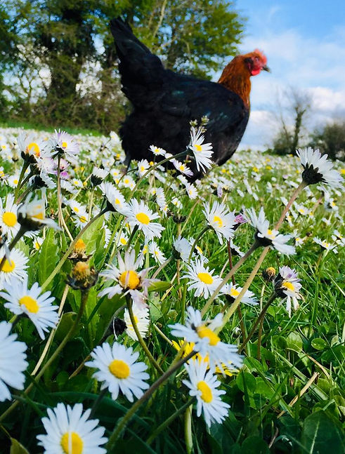 nos poulettes - les secrets de nos vergers