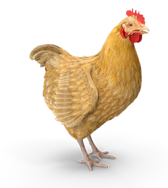 fome-na-africa-doacao-zambezia-30.png