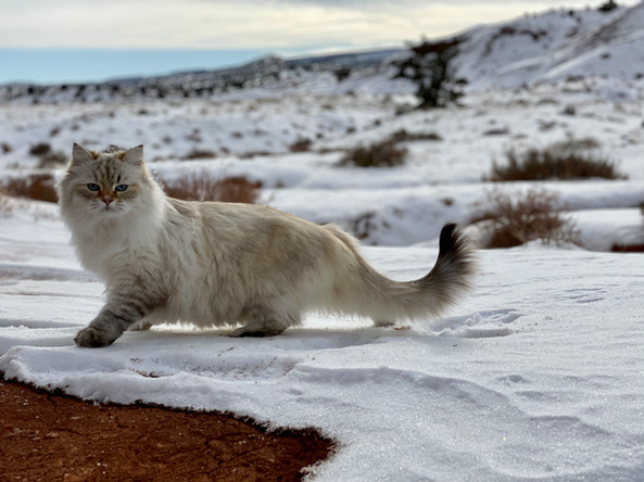 Siberian Cat Mila